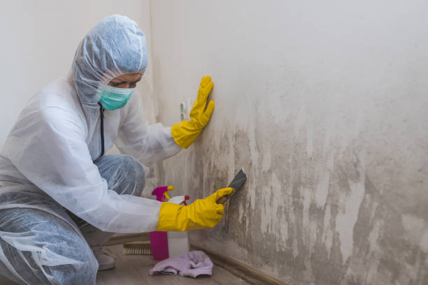 Best Black Mold Remediation in Country Clu, FL