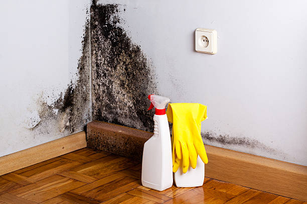 Best Mold Testing and Inspection Services in Country Clu, FL
