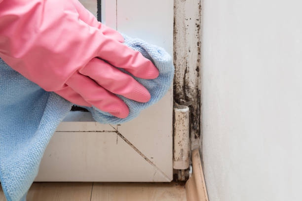 Best Post-Flood Mold Remediation in Country Clu, FL